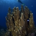 coral_pillar_oc_jar_v_0582_cub2383.jpg